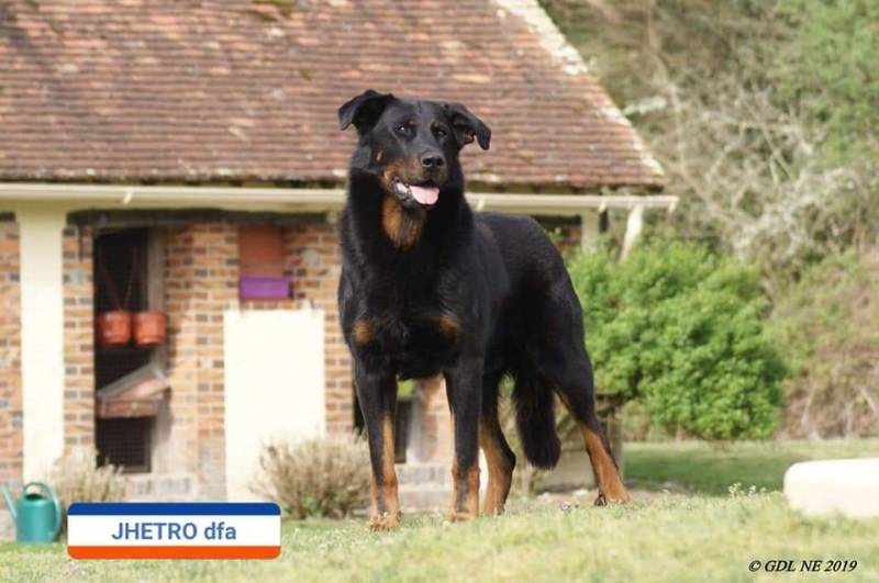 Beauceron