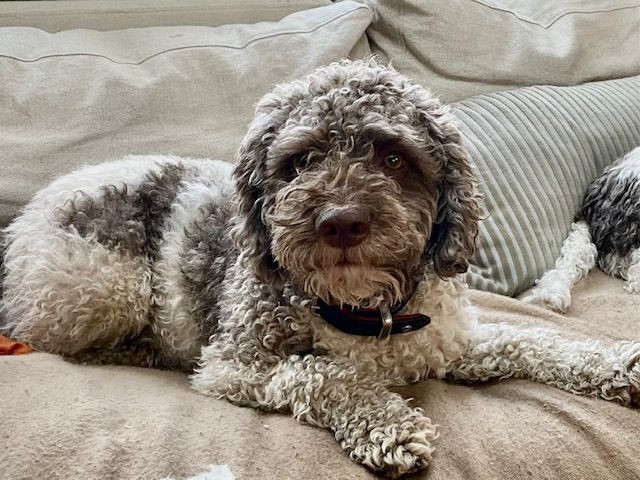 Redéns Lagotto