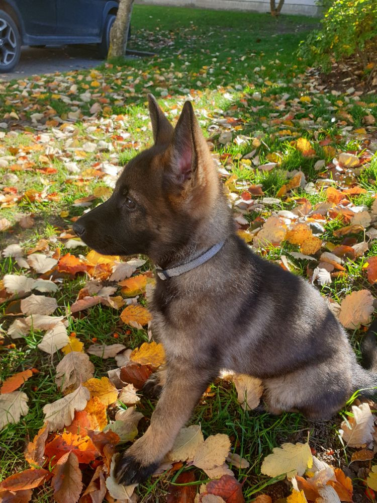 German Shepherd Dog