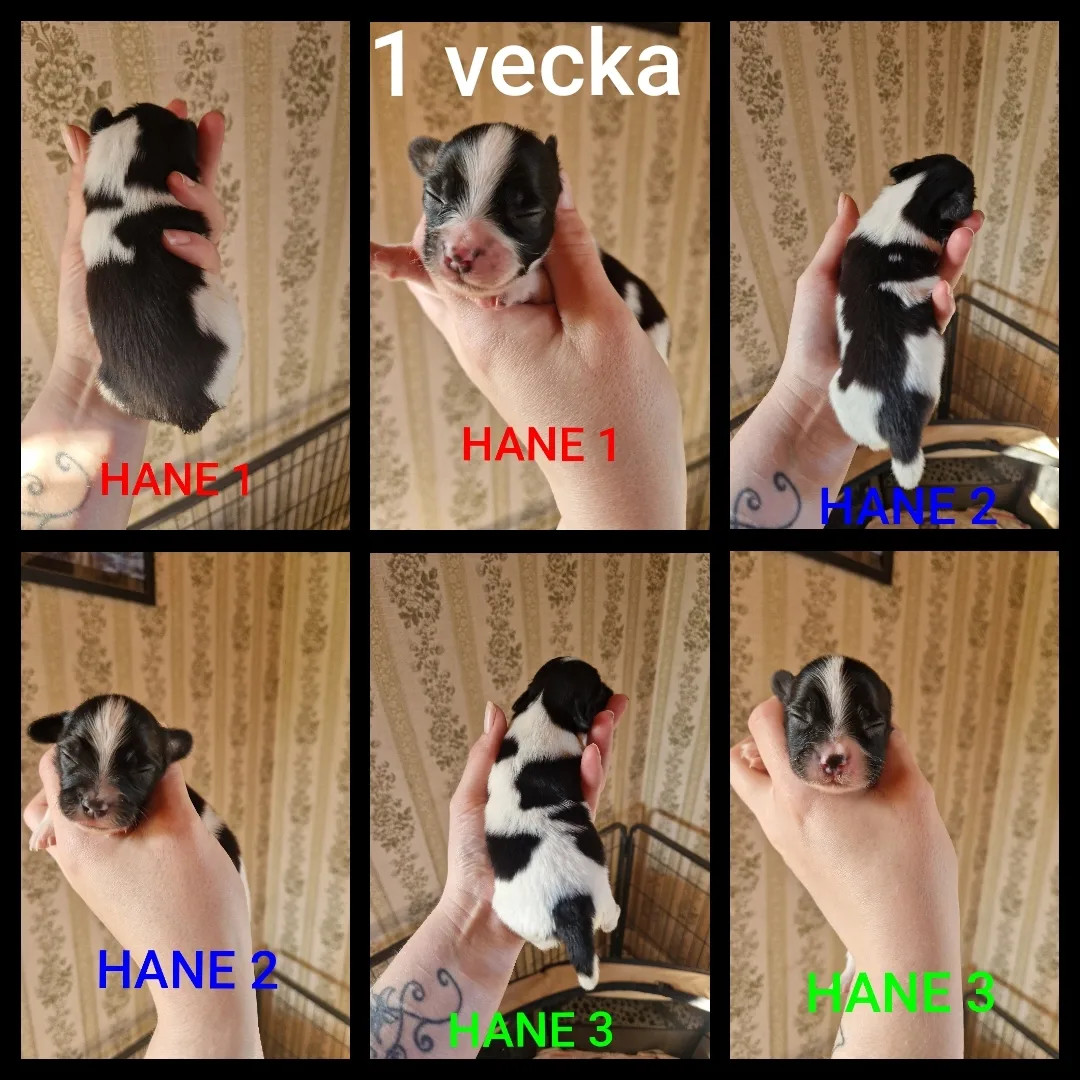 Guldnosarnas