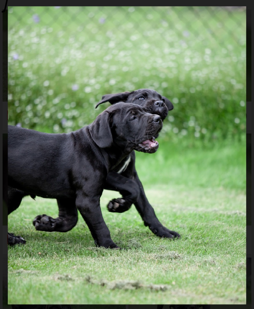 Dvärgpinscher