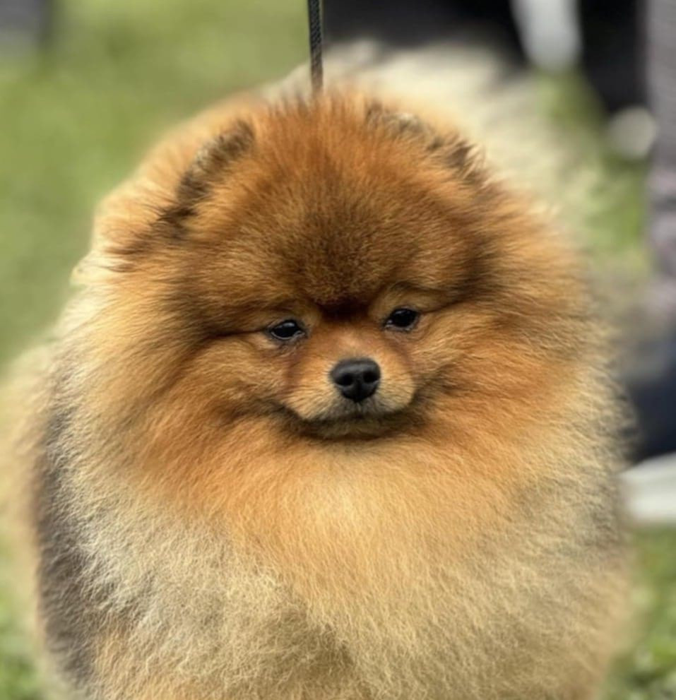 Pomeranian