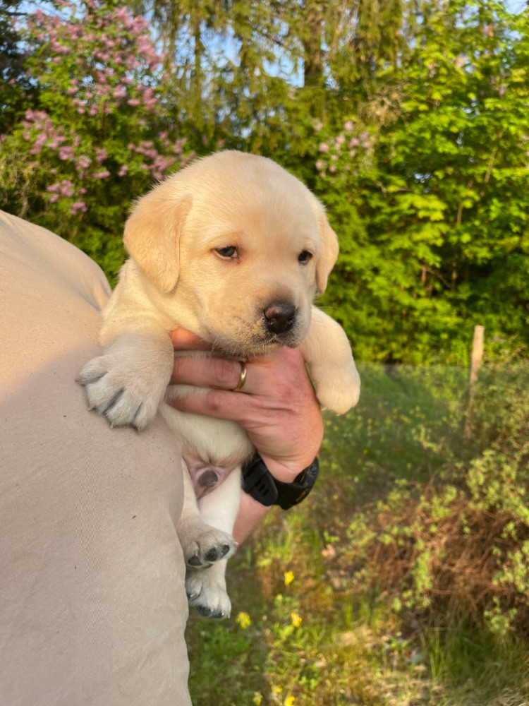 Labtrackdogx