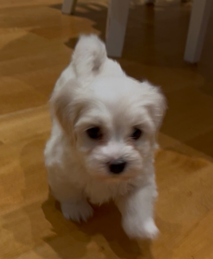 Havanese