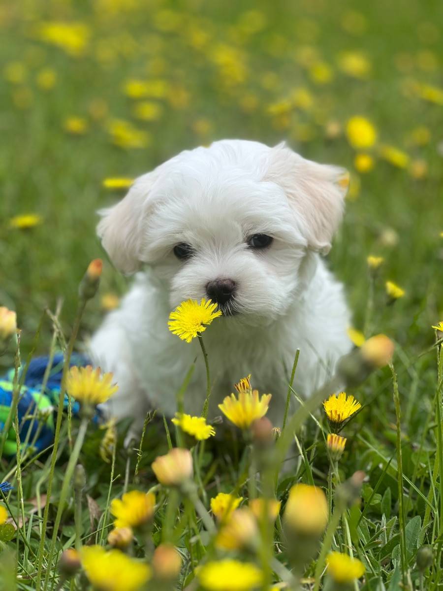 Puppies paradise