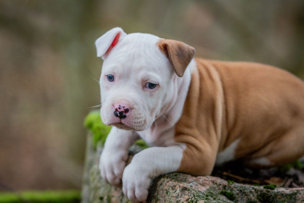 American Staffordshire Terrier