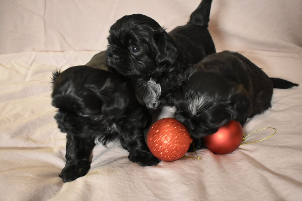 The merry shih-tzu family