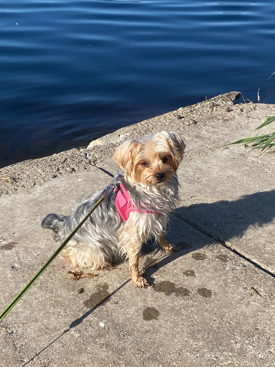 Yorkshireterrier och dvärgpudel · 2025-10-19 · Rimbo · Virginia I.