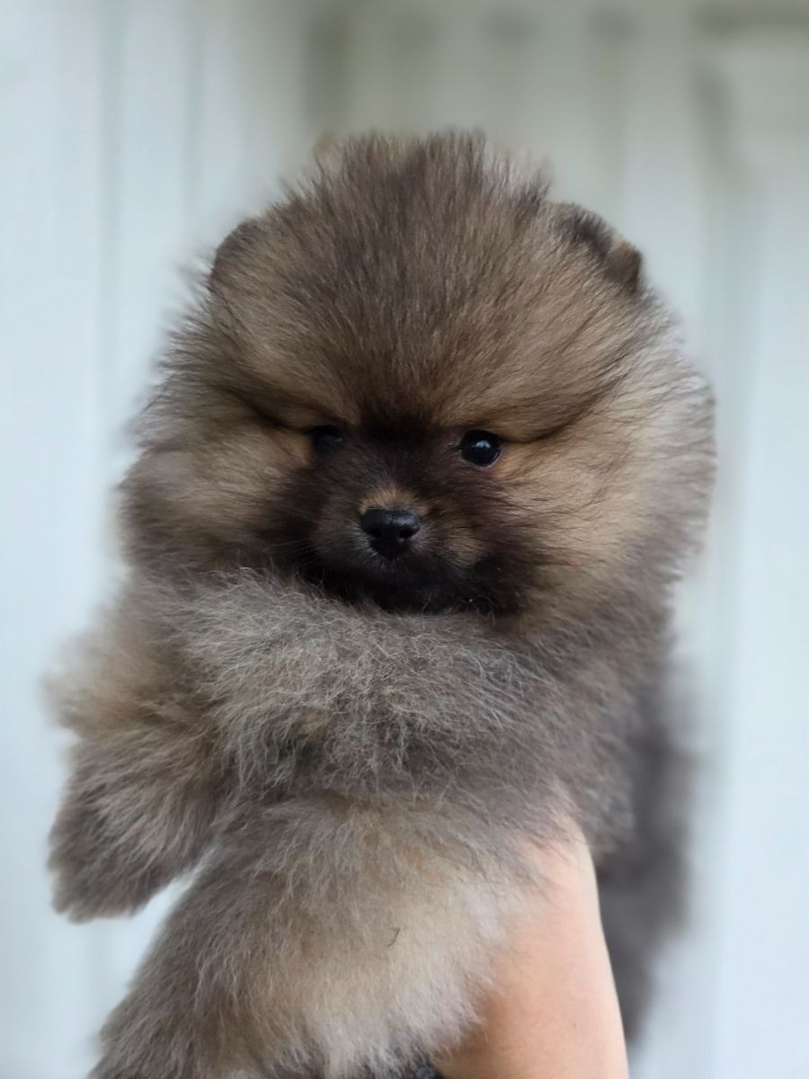 Pomeranian