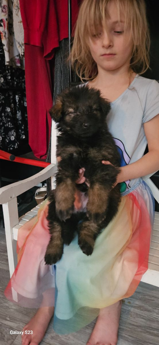 Divatorpets