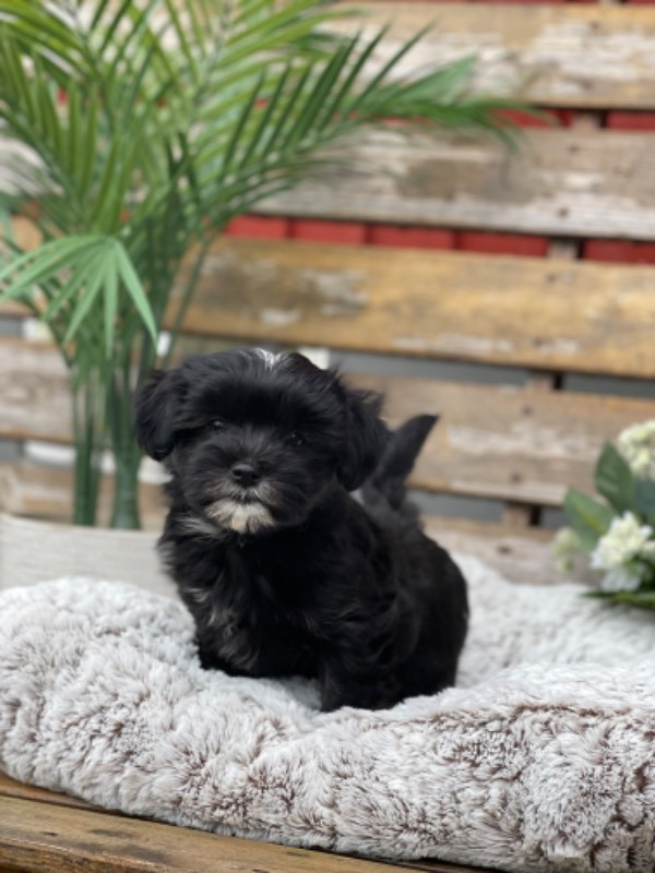 Massivus Angels kennel
