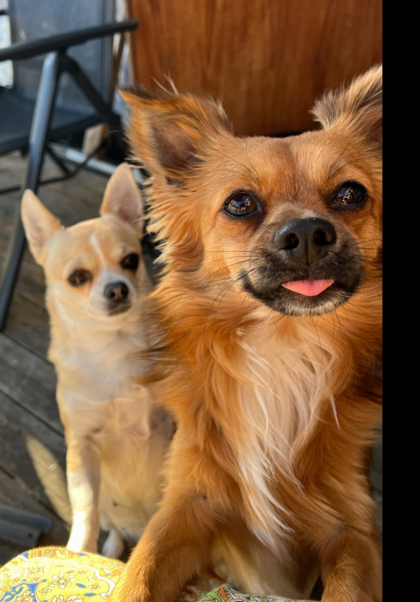 Chihuahua/Papillon · 2025-11-03 · Sandöverken · Carina B.