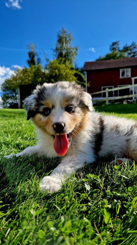 Goaussie