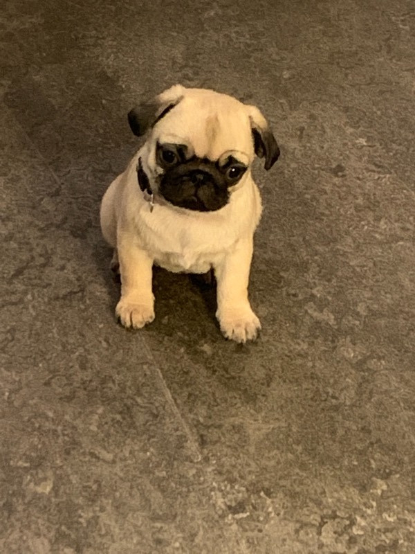 Pug