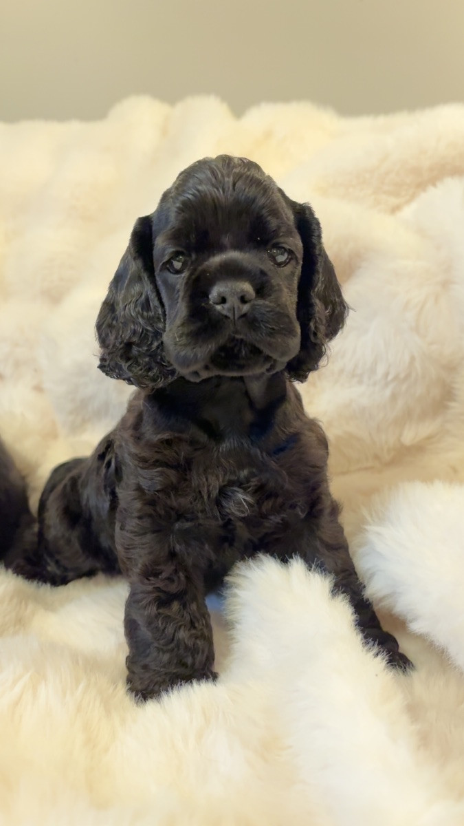 American Cocker Spaniel