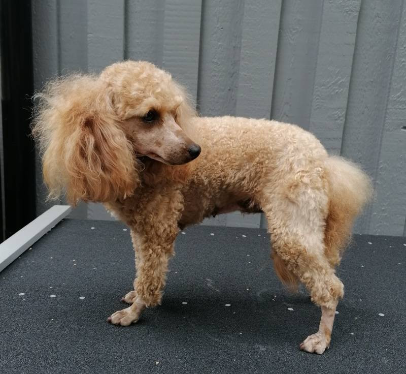 Hjortkvarns Cavapoo