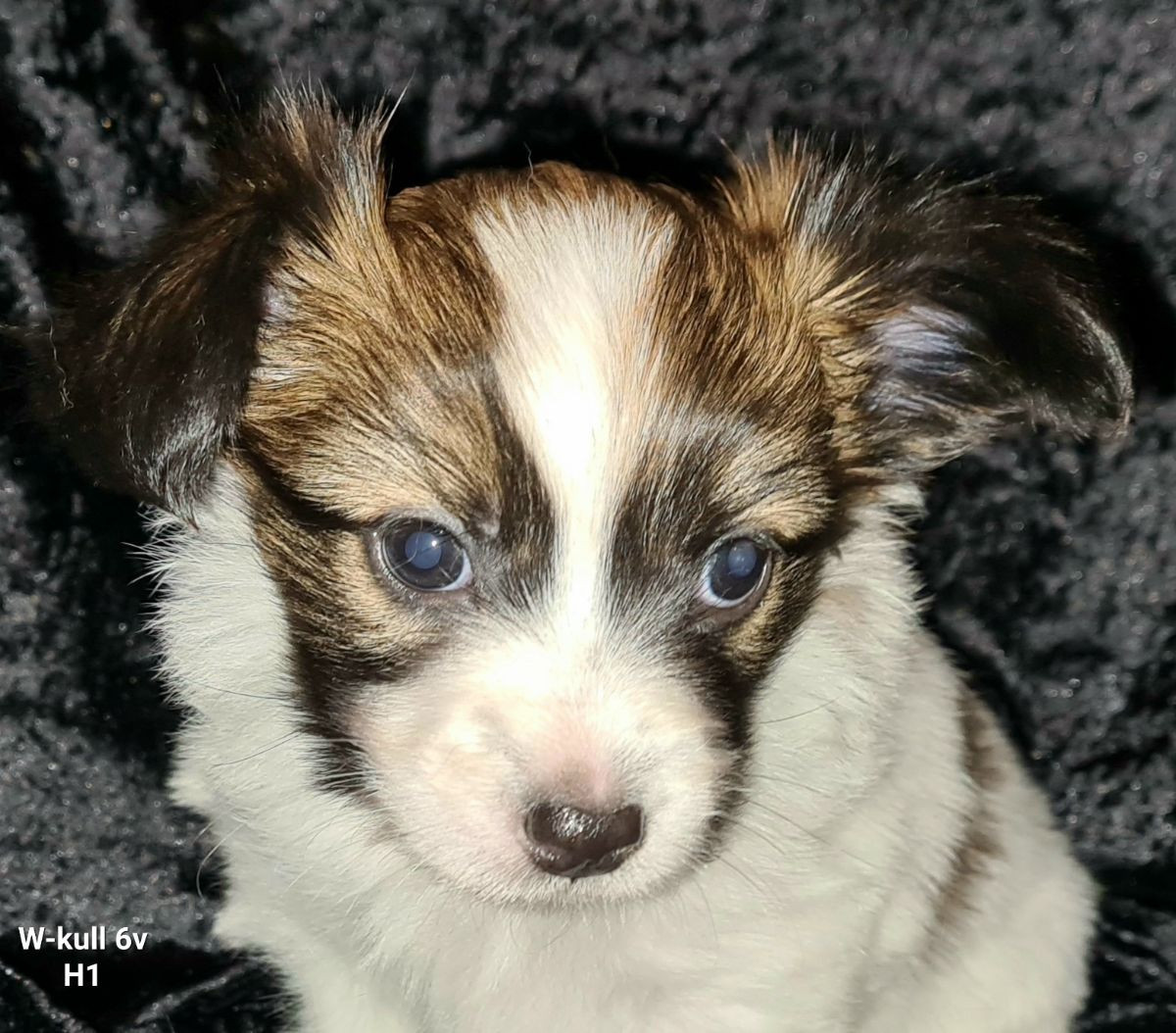 Kennel Macollie