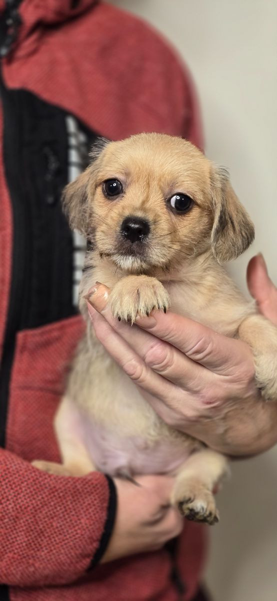 Dansksvensk gårdshund/shihtzu/lhasa apso · 2025-10-22 · åstorp · Sanne P.