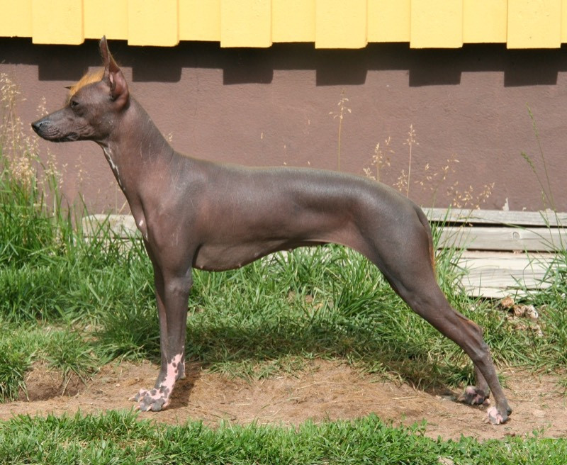 Peruvian Inca Orchid