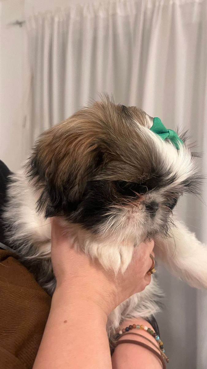 Shih tzu · 2025-10-02 · Vårby · Beata C.