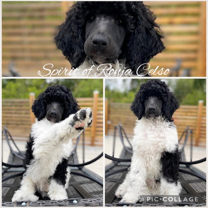 Standard Poodle