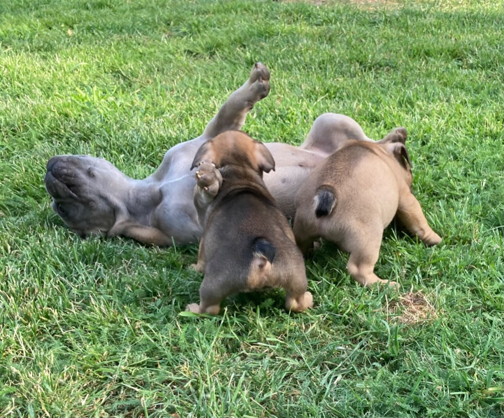 Fransk bulldog