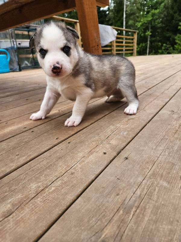Siberian Husky