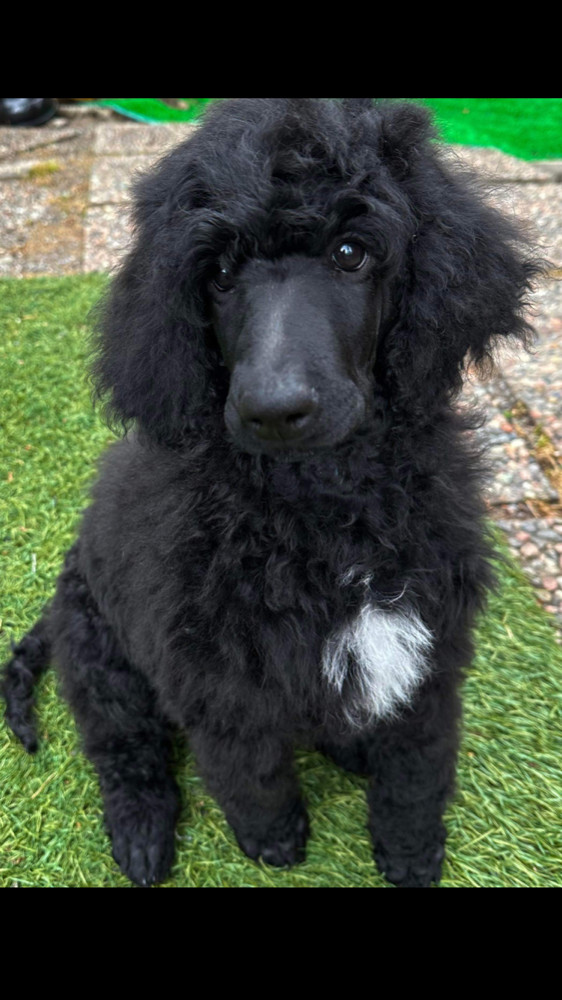 Spirit of Ronja