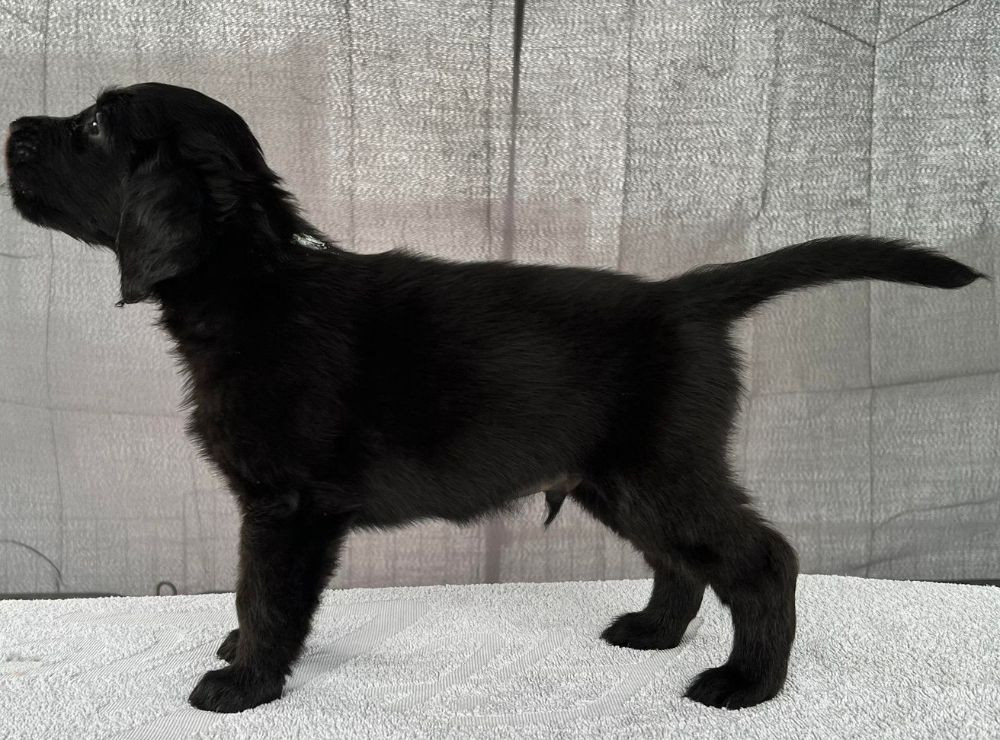 Flat Coated Retriever