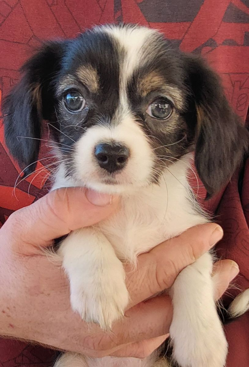 Chilier Cavalier · 2025-09-21 · Skinnskatteberg · Helene L.