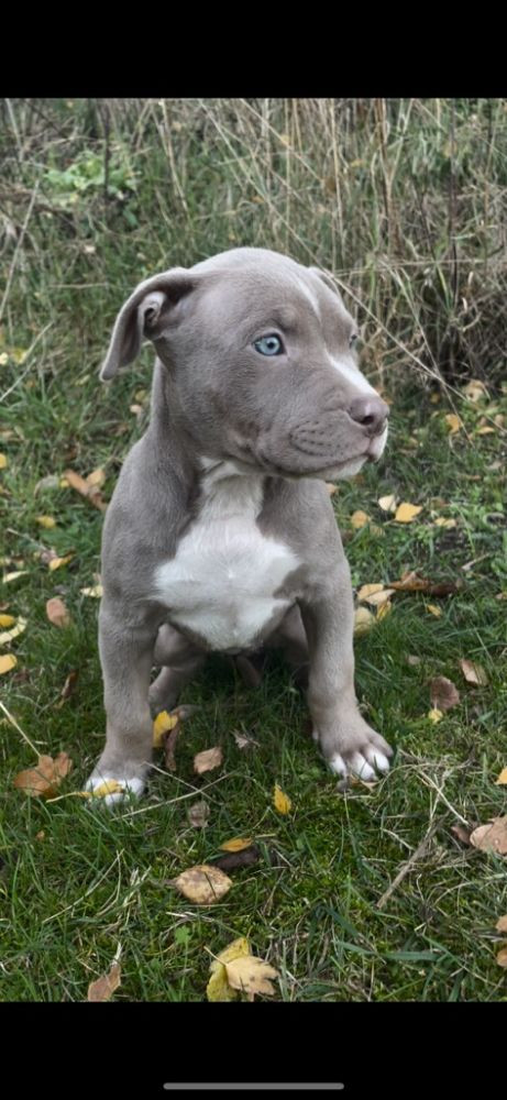 American Bully XL