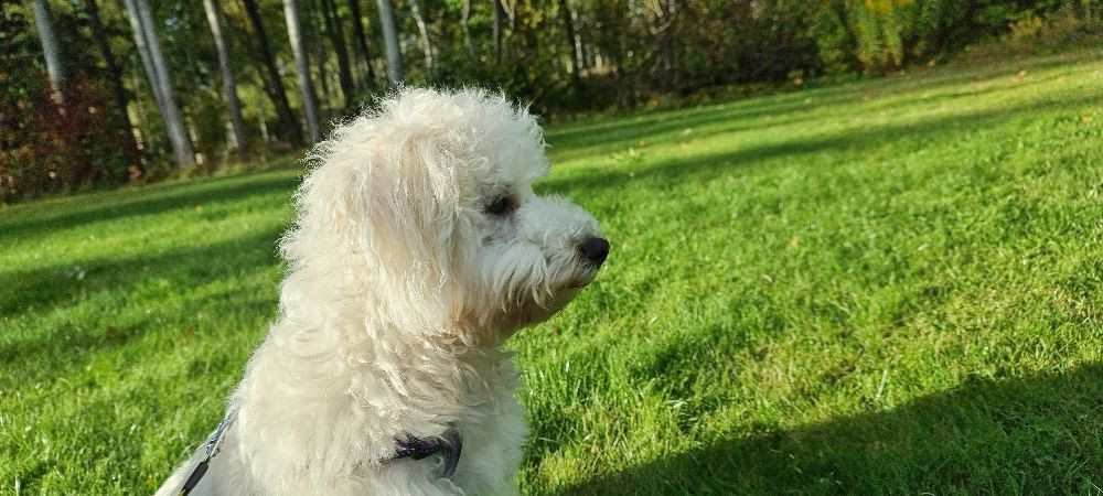 Bichon