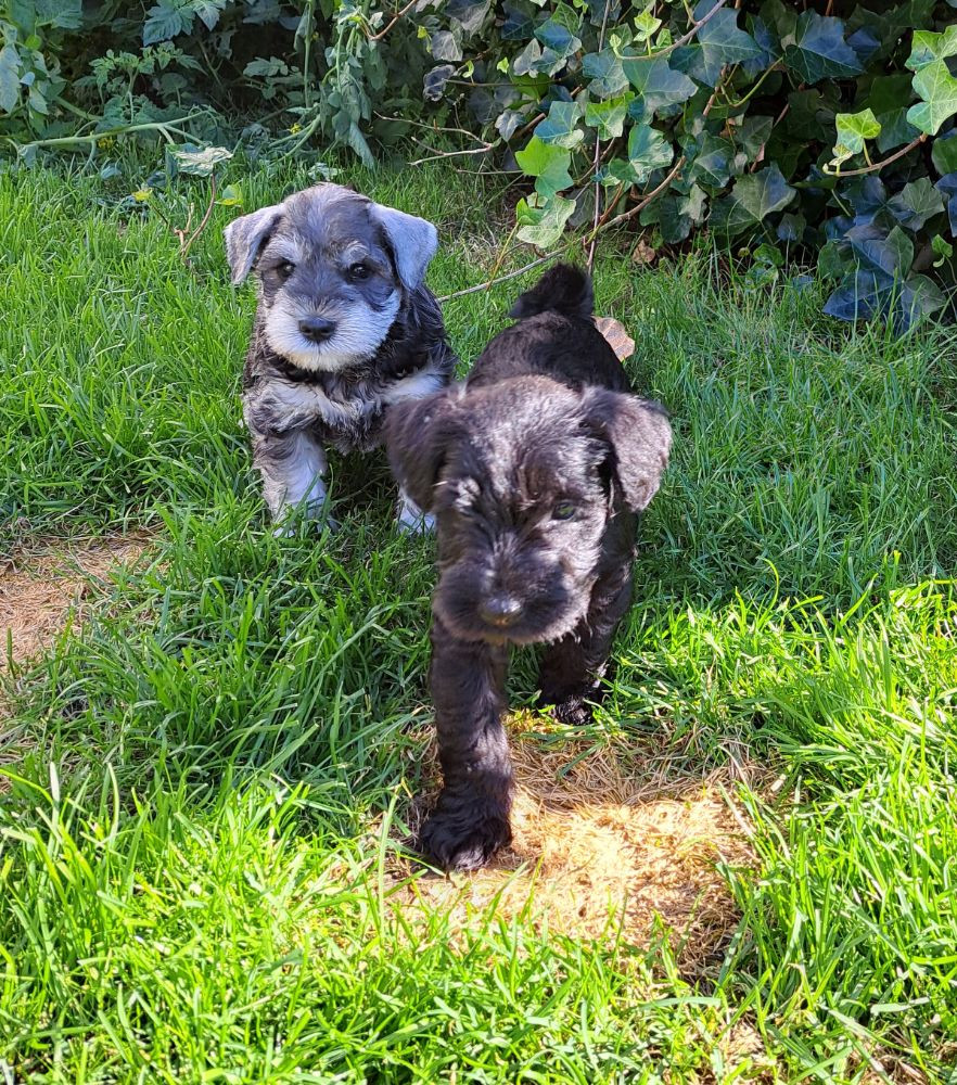 Miniature Schnauzer