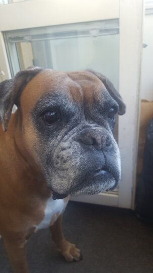 Dunderboxer´s Aimee