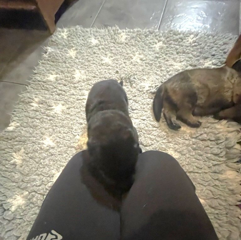 Kennel Snibor Anzi