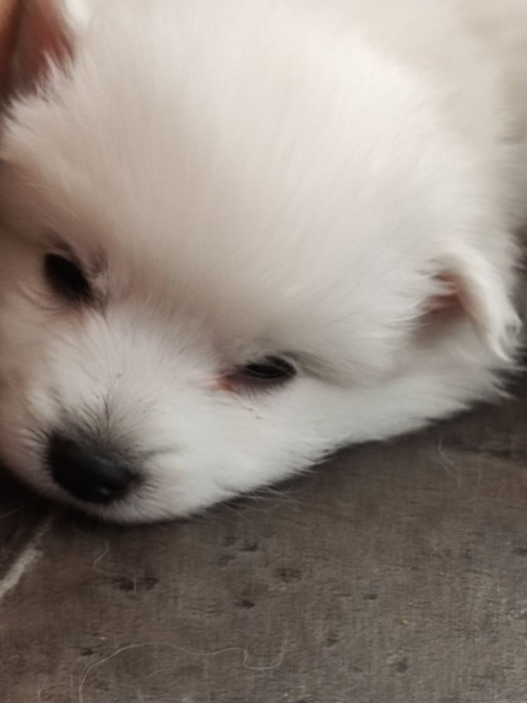 Japanese Spitz