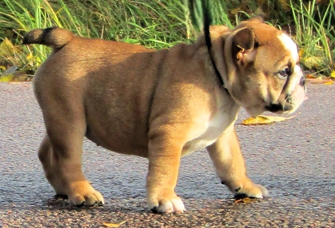 Maxibull