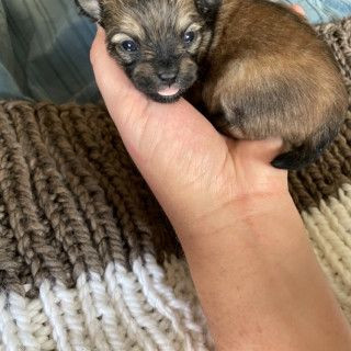 Pomeranian Chihuahua Pomchi