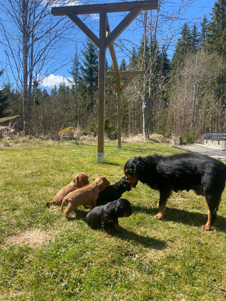 Hjortkvarns Cavapoo
