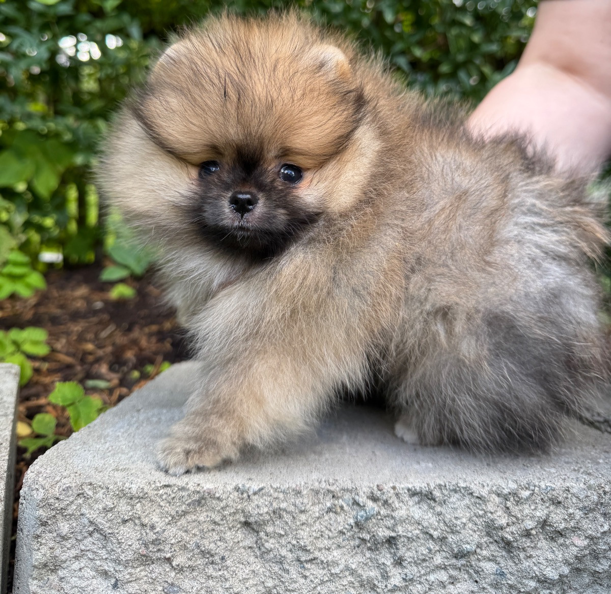 Pomeranian