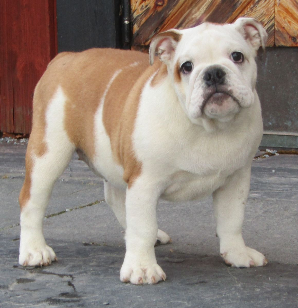 English Bulldog