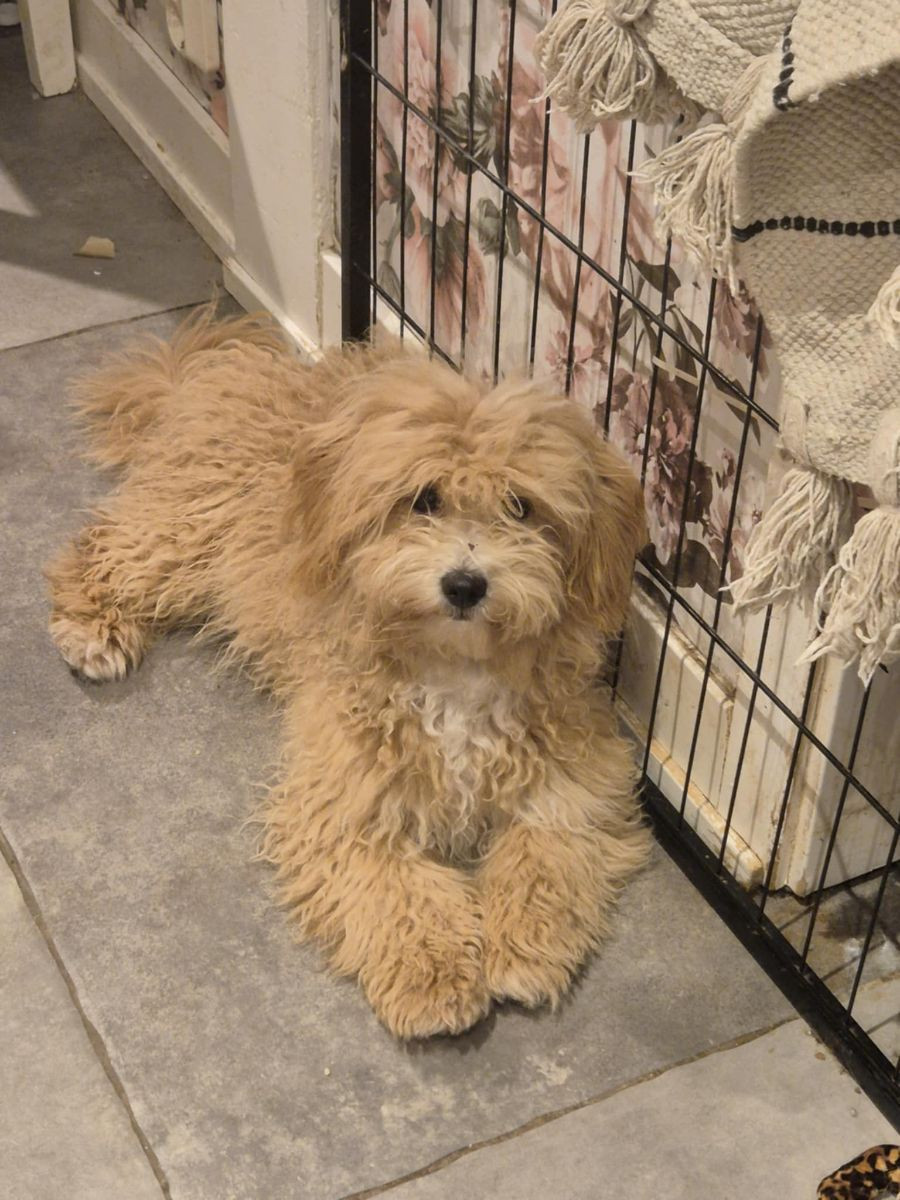 Cavapoo · 2025-05-24 · Enköping · Elin K.