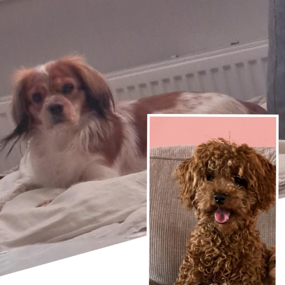 Maltipoo