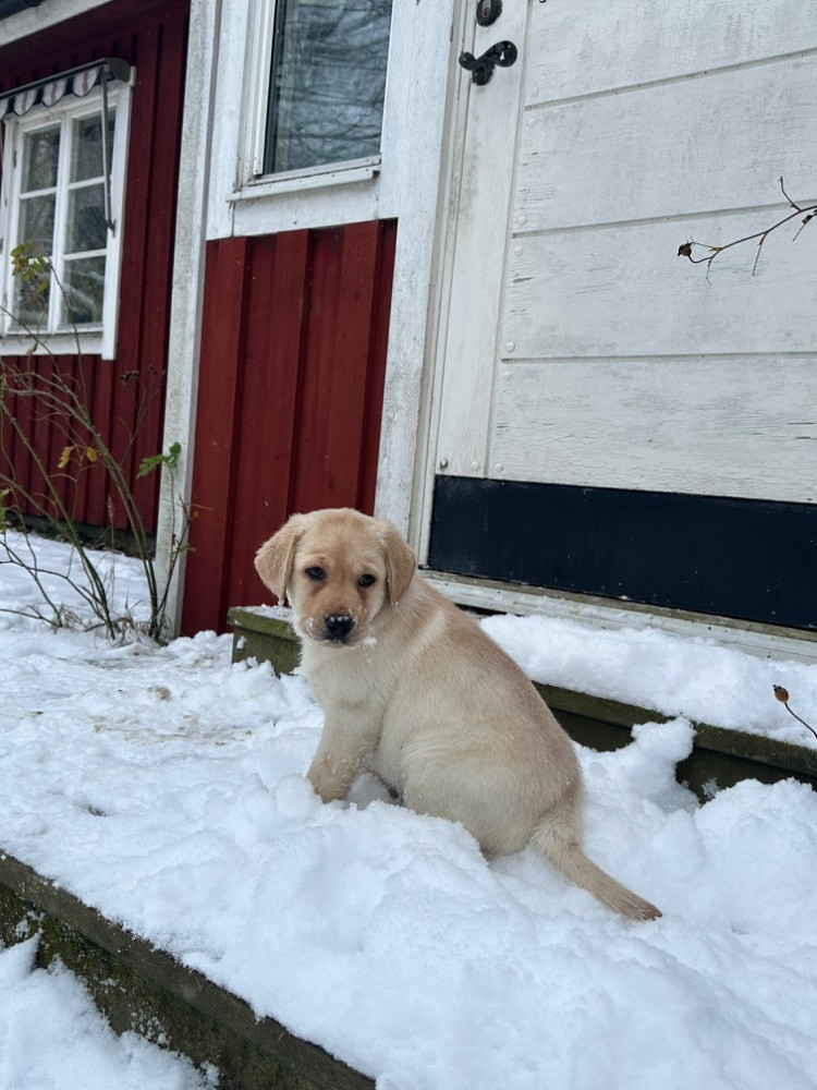 Labrador retriever