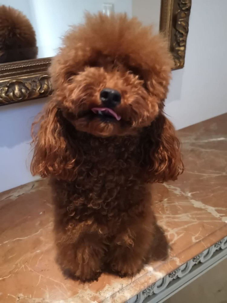 Yorkipoo