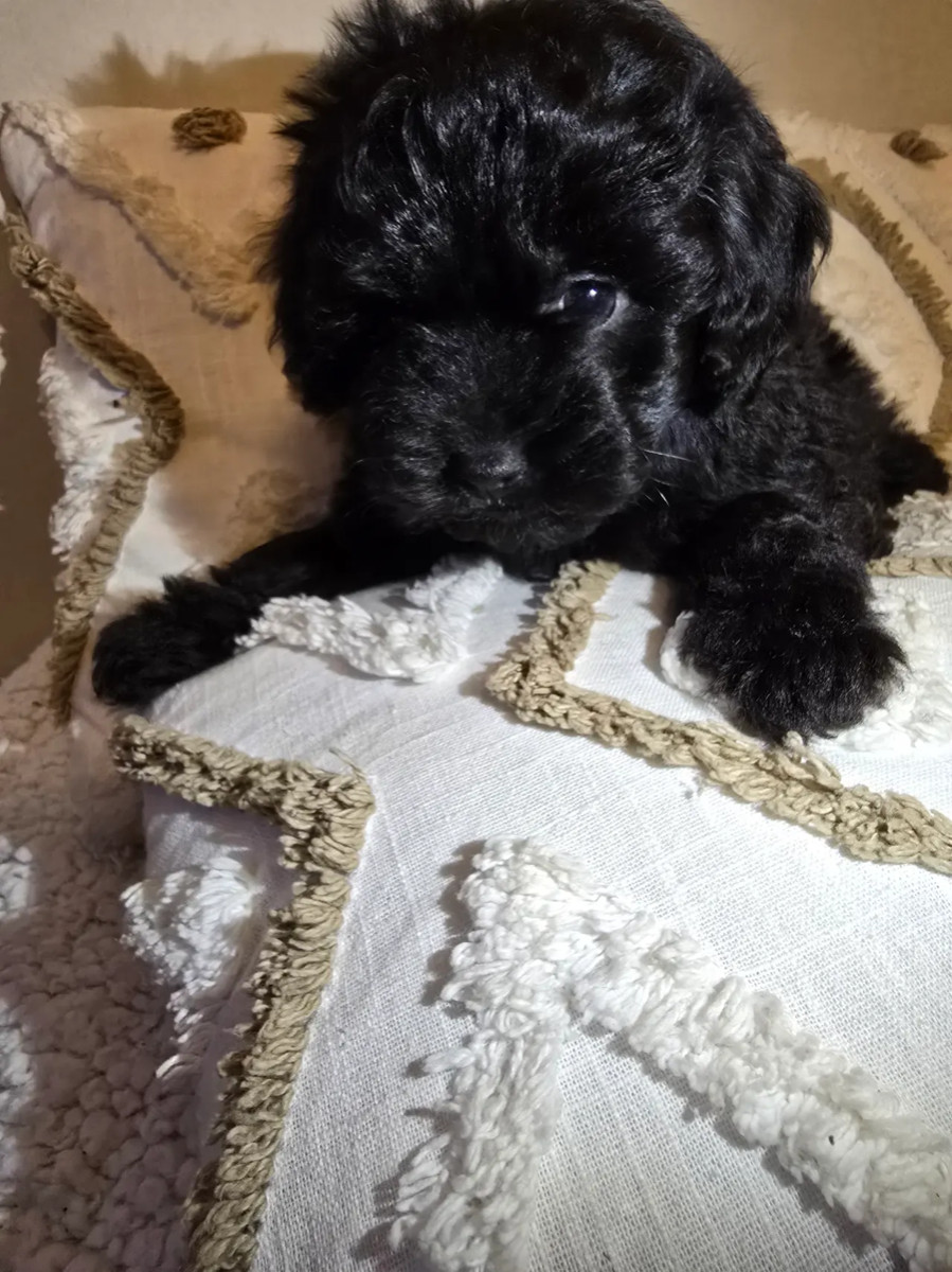 pudel, dvärg · 2025-09-29 · Sandviken · Danyal N.