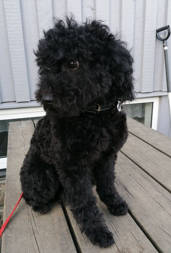 Hjortkvarns Cavapoo
