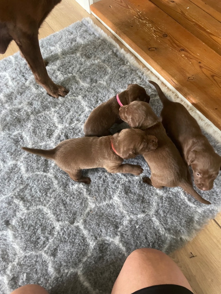 Labrador Retriever