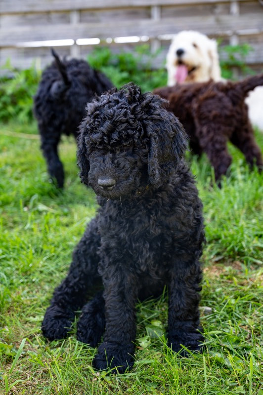Lugnets kennel