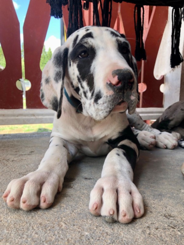 Great Dane (Grand danois)
